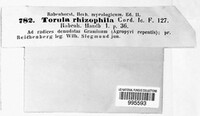 Torula rhizophila image